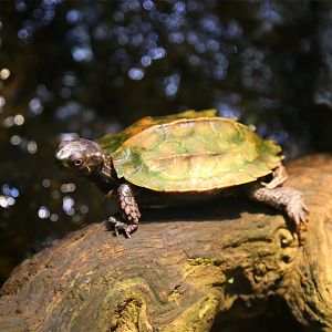 Black-breasted leaf turtle