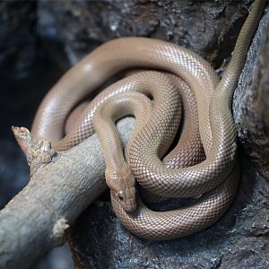 Baja California rat snake (Bogertophis rosaliae)