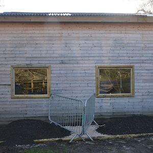 Roloway Monkey Housing at Yorkshire WP, 18/01/20