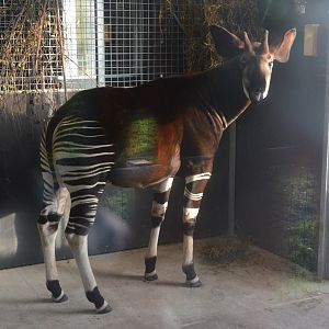 Okapi at Yorkshire WP, 18/01/20