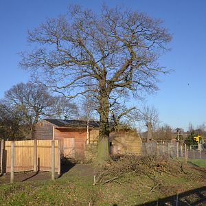 Roloway Monkey Outdoor Enclosure Construction at Yorkshire WP, 18/01/20