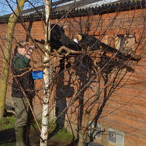 White-faced Saki Feeding Time at Yorkshire WP, 18/01/20