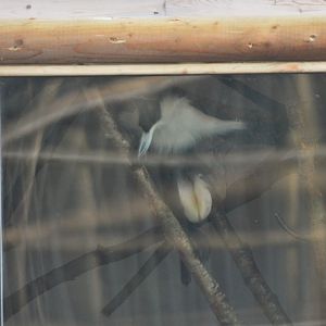 Roloway Monkey at Yorkshire WP, 18/01/20