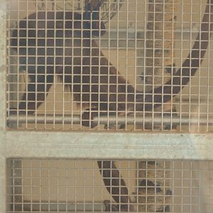 Venezuelan Red Howler at Yorkshire WP, 18/01/20