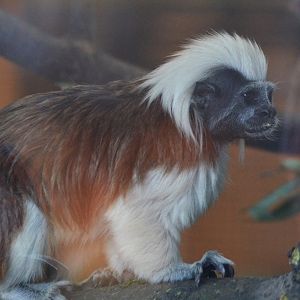 Cotton-topped Tamarin at Yorkshire WP, 18/01/20