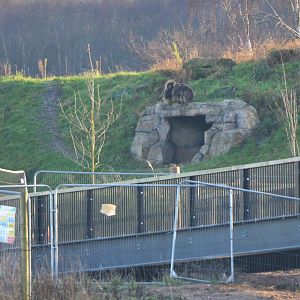 Geladas at Yorkshire WP, 18/01/20