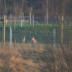 Spotted Hyaenas at Yorkshire WP, 18/01/20