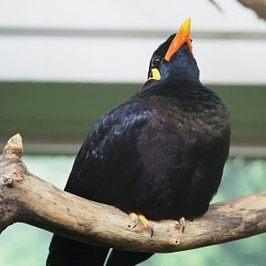 Greater hill myna (Gracula religiosa intermedia), 2019-12-30
