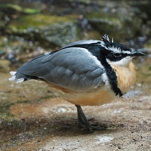 Egyptian plover (Pluvianus aegyptius), 2019-12-30