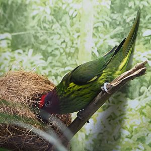 Goldie's lorikeet (Psitteuteles goldiei), 2019-12-30