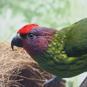 Goldie's lorikeet (Psitteuteles goldiei), 2019-12-30