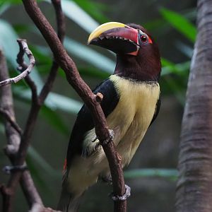 Green aracari (Pteroglossus viridis), 2019-12-30