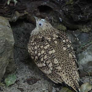 Arabian Chestnut-bellied sandgrouse (Pterocles exustus erlangeri), 2019-12-30