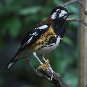 Chestnut-backed ground-thrush (Geokichla dohertyi), 2019-12-30