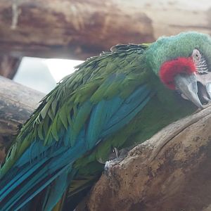 Mexican military macaw (Ara militaris mexicana), 2019-12-30