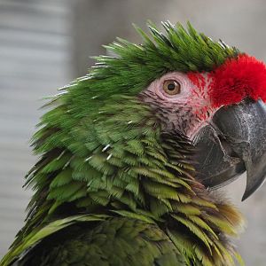 Mexican military macaw (Ara militaris mexicana), 2019-12-30