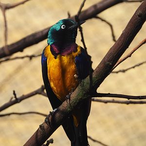Golden-breasted starling (Lamprotornis regius), 2019-12-30