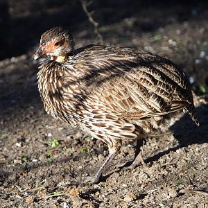 Yellow-necked francolin (Pternistis leucoscepus), 2019-12-30