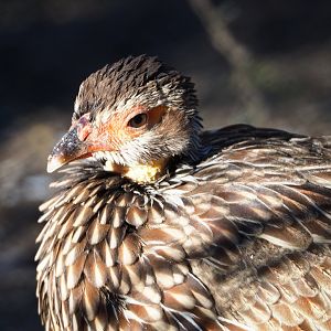 Yellow-necked francolin (Pternistis leucoscepus), 2019-12-30