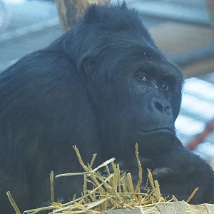 Eastern lowland gorilla Amahoro (Gorilla beringei graueri), 2019-12-30