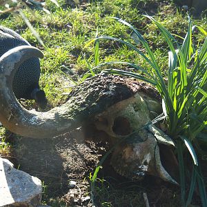 Fake Cape buffalo skull in the savanna aviary, 2019-12-30