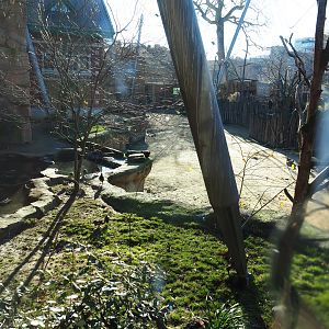 Savanna aviary seen from the restaurant, with bird area and Cape buffalo paddock, 2019-12-30
