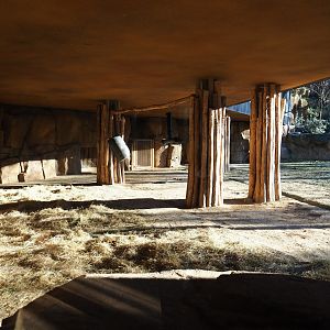 Cape buffalo shelter area underneath the restaurant building, 2019-12-30