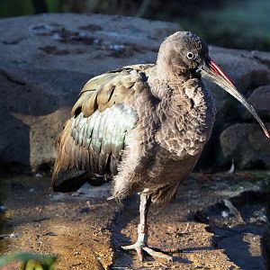 Hadada ibis (Bostrychia hagedash), 2019-12-30