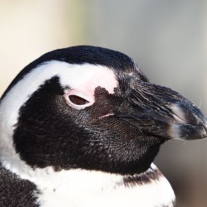 African black-footed penguin (Spheniscus demersus), 2019-12-30