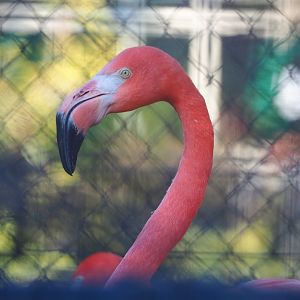 Caribbean flamingo (Phoenicopterus ruber), 2019-12-30