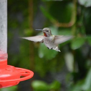 Hummingbird ID (Calypte anna?)