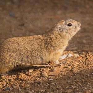 Anatolian ground squirrel, January 2020