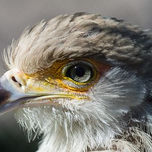 Charlie, the new secretary bird.
