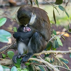 Five day old Schmidt's red-tailed monkey. First time mom, Nema.