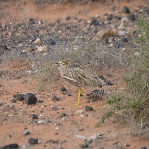 Canary Island Stone Curlew