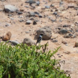 Canary Island Stonechat