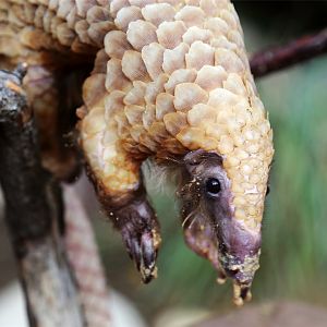 Baba the tree pangolin (Phataginus tricuspis) , December 2015