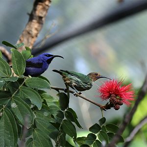 Purple honeycreeper pair (Cyanerpes caeruleus), December 2015
