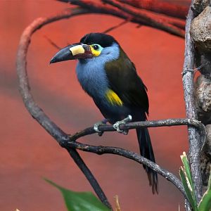 Plate-billed mountain toucan (Andigena laminirostris), December 2015