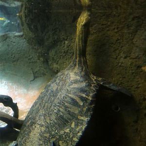 Indian narrow-headed softshell turtle (Chitra indica), December 2015