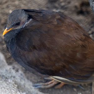 Tongan megapode (Megapodius pritchardii), December 2015