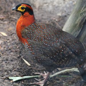 Blyth's tragopan (Tragopan blythii), December 2015