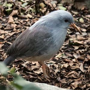 Kagu, December 2015