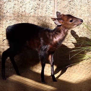 Baby black duiker
