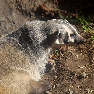 American badger