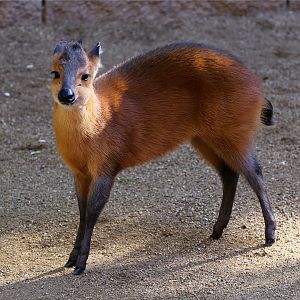 Red-flanked duiker