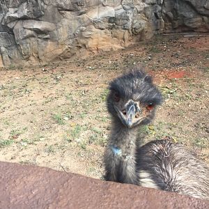 Emu