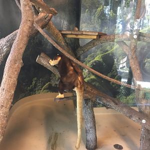 Matschie's Tree Kangaroo