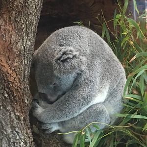 Koala