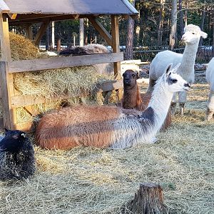 Llama, alpackas and sheep
